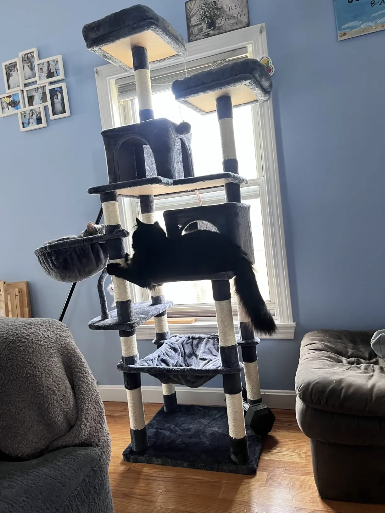 44-inch cat tree tower customer photo